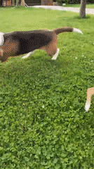 Dogs play among blooming roses in Bulgarian garden