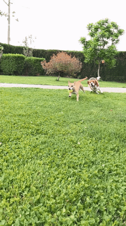 Dogs play among blooming roses in Bulgarian garden