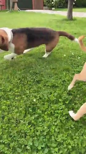 Dogs play among blooming roses in Bulgarian garden