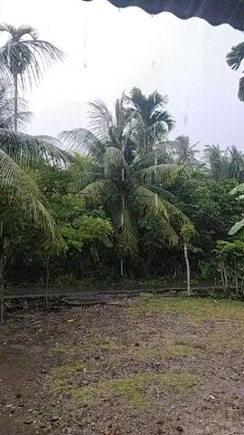 The video shows rain falling on a tropical landscape with lush green trees, including palm trees. The ground is wet and appears to be dirt and grass. The sky is overcast, suggesting a rainy day.