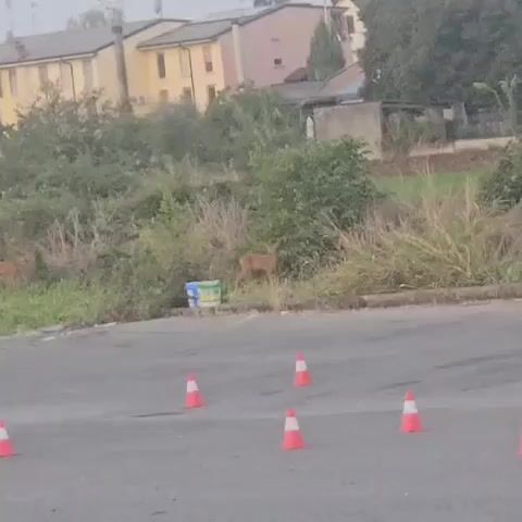 The video shows a deer standing in a grassy area next to a road. There are several orange traffic cones on the road in the foreground. In the background, there are some buildings and trees. The deer is facing to the right and appears to be grazing. The video is taken from a distance, and the deer is relatively small in the frame.