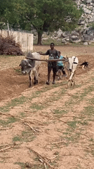 Boys plow field with oxen in rural Nigeria