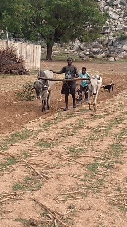 Boys plow field with oxen in rural Nigeria