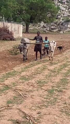 In an eye-level shot, two boys guide a pair of oxen pulling a plow through a field. One boy, wearing a dark shirt and shorts, holds a wooden yoke that spans the two oxen. The other boy, wearing a light blue shirt, stands behind him, presumably operating the plow. The oxen are different colors, one grey and one white. A small black dog trots along in the background.

The field is primarily reddish-brown dirt, with patches of green grass and scattered dry stalks. Behind the group, there is a wooden fence and a pile of brush, a large tree, and a rocky hillside. The sky is overcast.