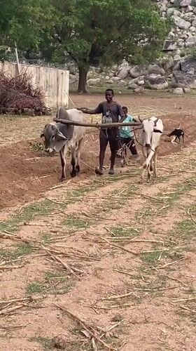 Boys plow field with oxen in rural Nigeria
