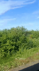 Drive through countryside with fields and flowering vegetation