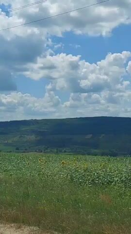 The video captures a passing view of a rural landscape under a bright, cloudy sky. In the foreground, tall green grass and a dirt or gravel path are visible. Further back, a vast field of sunflowers stretches towards rolling, dark green hills in the distance. A large, red trailer is parked in the field, and a pile of cut logs or branches is situated near the sunflowers. A dark utility pole is visible on the right side of the frame, and power lines are strung across the upper portion of the sky.