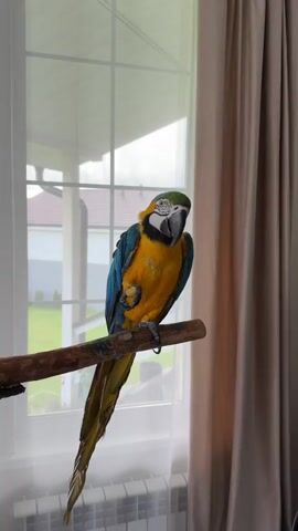 The video shows a macaw perched on a wooden branch. The bird is primarily yellow and blue, with a green cap, a black bib, and a white face. It holds a small piece of food in one of its feet and looks directly at the camera. The branch is positioned near a window covered by a white sheer and a beige curtain. Outside the window, the roof of a house and a lawn are visible. The overall lighting in the room is soft and diffused.