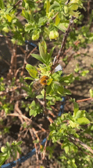 Bumblebee forages on flowering branch in rural Russia