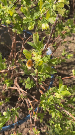 Bumblebee forages on flowering branch in rural Russia