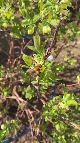 Bumblebee forages on flowering branch in rural Russia