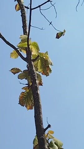 The video is a close-up shot of a tree against a clear blue sky. The tree has a dark, textured bark and is sparsely populated with leaves. Some of the leaves are green and healthy, while others are tinged with yellow and brown, suggesting the onset of autumn or a lack of water. The branches are bare and delicate, reaching out into the sky. The camera focuses on the tree trunk and its branches, with the sky serving as a simple backdrop. The overall impression is one of natural simplicity and the subtle beauty of a tree in its environment.