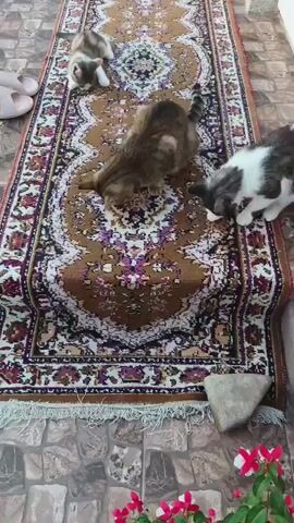 The video shows a top-down view of a long, patterned rug placed on a tiled outdoor surface. Three young kittens and one adult cat are interacting on the rug. One kitten, predominantly white with grey and black markings, is in the upper left corner of the rug, looking down. Another kitten, with similar markings but more spread out, is moving towards the center of the rug. A third kitten, also with grey and white patches, is on the right side of the rug, with its head down as if eating or sniffing. An adult cat with tabby markings is in the center of the rug, also with its head down. There is a pair of light-colored slippers on the left side of the rug. The background shows a tiled floor and hints of vegetation and stone elements.
