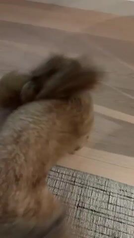 This media file shows a medium-sized, light brown poodle dog playing with a brown stuffed teddy bear. The dog is on its hind legs, with its front paws on the teddy bear, as if wrestling with it. The background consists of a light-colored wooden floor and a grey and white striped rug. The lighting suggests it is daytime. The dog appears to be enjoying itself, exhibiting playful behavior. There are no visible people or text in the media file. The scene is an indoor setting, likely a home environment.