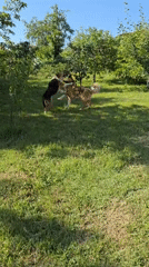 Dogs play and rest in outdoor spaces in Vratsa