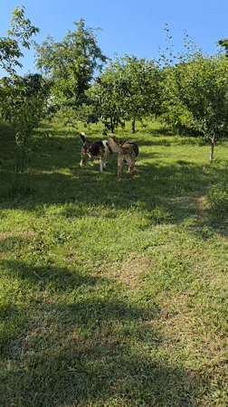Dogs play and rest in outdoor spaces in Vratsa