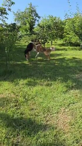 Dogs play and rest in outdoor spaces in Vratsa