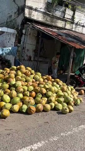 This media file depicts a street scene in Kedungbendo, Indonesia, with a large pile of coconuts dominating the foreground. The coconuts, in various shades of green and yellow, are heaped on the dusty ground, suggesting a market or roadside stall. Behind the coconuts, a small, rustic structure with a corrugated metal roof and wooden walls appears to be a shop or vendor's stand.

Two people are visible in the scene. One is a young man wearing a light-colored t-shirt and blue shorts, standing near the entrance of the structure and holding a coconut. He appears to be either selling or preparing coconuts. Another person is seated on a motorcycle parked to the right of the structure, wearing a dark jacket with a green logo on the back. The motorcycle is loaded with some goods, possibly more coconuts or other items for sale.

The setting appears to be outdoors, with sunlight casting shadows, indicating it is daytime. The weather seems warm and sunny. The background shows a weathered building with peeling paint and some greenery, suggesting an urban or semi-urban environment. The overall impression is one of daily commerce in a tropical location. There is no visible text in the media file.