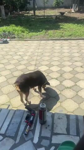 This video features a medium-sized, brown and black dog with tan markings on its legs and face. The dog is wearing a golden collar. It is standing on a paved area with a repeating quatrefoil pattern made of light gray concrete pavers. The dog is sniffing the ground and then looks up and appears to bark.

In the foreground of the image, resting on a stone ledge, are two objects: a red and black butane torch and a silver aerosol can.

The background shows a grassy area with some trees and a chain-link fence. Beyond the fence, there's a hint of a building or structure. The lighting suggests it is daytime, likely with bright sunlight casting distinct shadows, including the dog's shadow on the pavers.

The overall scene appears to be an outdoor, possibly residential, area. The dog's actions suggest it is exploring its surroundings. The presence of the torch and can might indicate some sort of outdoor work or maintenance is being done in the vicinity.