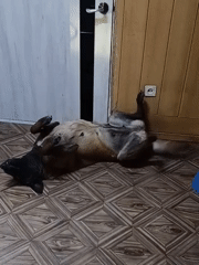 Children and dog captured in domestic scenes in Rusalevka