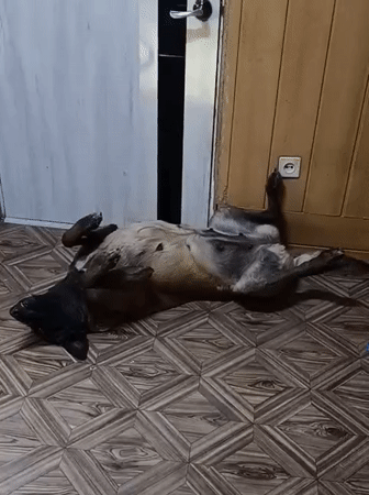 Children and dog captured in domestic scenes in Rusalevka
