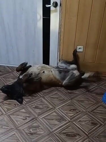 Children and dog captured in domestic scenes in Rusalevka