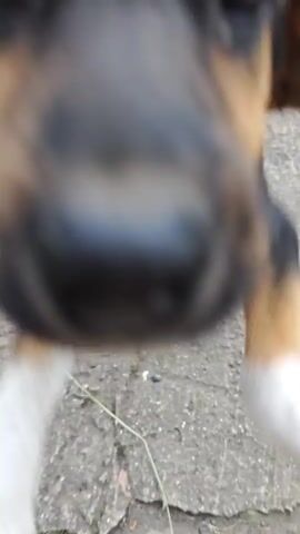 A video shows a person and a puppy on a light gray concrete surface. The puppy, primarily black with brown and white markings, stands in front of the person, who is wearing gray and lime green Crocs. The puppy raises its front paws and places them on the person's right hand. The person holds the puppy's paws while looking down at the puppy. The puppy's ears are floppy, and its tail is wagging. The concrete surface appears weathered, with some darker patches and visible cracks.