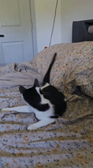 Black and white cat lounging and grooming on a floral bed