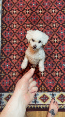 Dog receives treat on decorative rug in Yekaterinburg