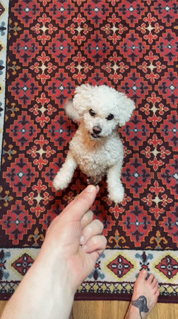 Dog receives treat on decorative rug in Yekaterinburg