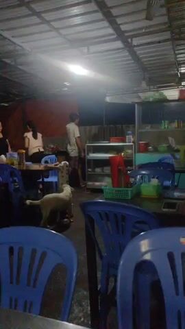 The video shows a sparsely populated restaurant, with blue plastic chairs around tables. A white dog wanders freely inside. In the background, a man is visible standing near shelves and counters, where food and other items are stored.  There's a child wearing pajamas, and another person is seated at a table. The restaurant has a simple metal roof and appears somewhat dimly lit.  A ceiling fan is visible.