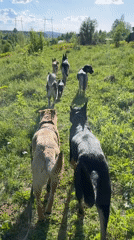 Dogs play in fields near Nizhny Tagil, Russia