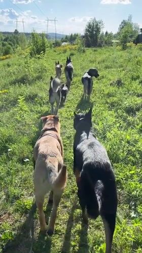 Dogs play in fields near Nizhny Tagil, Russia