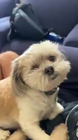 A small, tan and white dog, possibly a Shih Tzu mix, lies on a person’s lap. The dog has one visible eye and a furry face. The person is sitting on a blue sofa. A black backpack and a blue water bottle are visible in the background. The person scratches the dog, which turns its head to the side.