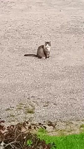 A tabby cat sits on a gravel surface. In the foreground, there is greenery and some dark foliage. The cat is looking to its right, then turns its head to look upwards.