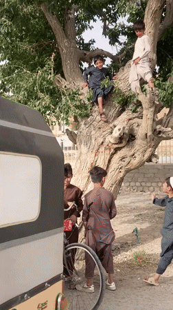 Children play in tree while livestock truck parks in Quetta