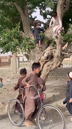 Children play in tree while livestock truck parks in Quetta