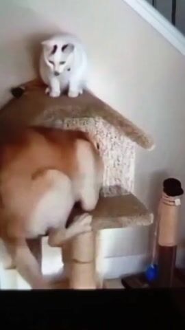 The video shows a cat and a dog interacting with a cat tree. The cat, which is white with dark markings on its head, sits on top of the cat tree. Below it, a golden-colored dog climbs into the cat tree's house-shaped section. The cat appears to be observing the dog's attempt to fit into the structure. The cat tree is tan and white, with a central pillar. The setting appears to be inside a house, with a wall in the background.