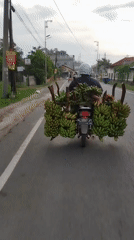 Motorcycle transports heavy banana load in Lhokseumawe, Indonesia