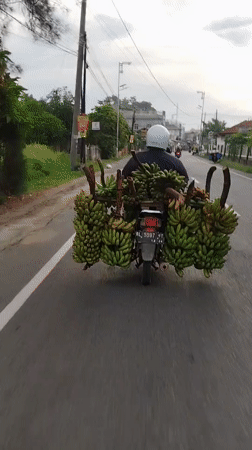Motorcycle transports heavy banana load in Lhokseumawe, Indonesia
