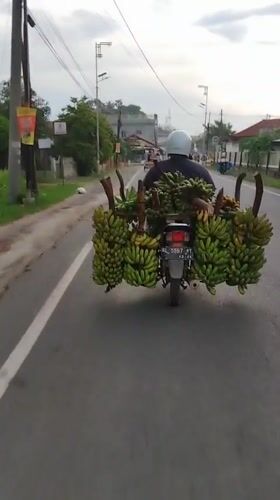 Motorcycle transports heavy banana load in Lhokseumawe, Indonesia