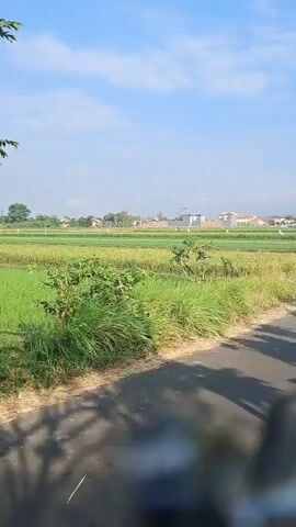 The video shows a rural scene. In the foreground, there is a paved road with shadows of trees cast on it. To the left of the road, there is a field of green and yellow vegetation, possibly rice paddies. Further in the background, there are some houses and trees. The sky is blue with some scattered clouds. In the second half of the video, a dark-colored car is parked on the side of the road. There are also banana trees and other lush greenery visible. The overall impression is a sunny day in a countryside setting.