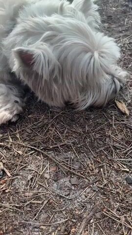 A west highland white terrier lies on the ground, its head resting on the forest floor. The dog's eyes are closed, and its fur is fluffy and white. In the background, trees with sparse foliage are visible, along with what appears to be a campsite with hammocks and various items of clothing hanging between trees. The scene suggests a peaceful outdoor setting, possibly a camping trip. The camera then pans up to show the dense canopy of pine trees against a bright sky, with sunlight filtering through the branches.