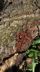 Firebugs cluster on tree bark in Moscow