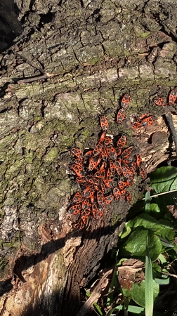 Firebugs cluster on tree bark in Moscow