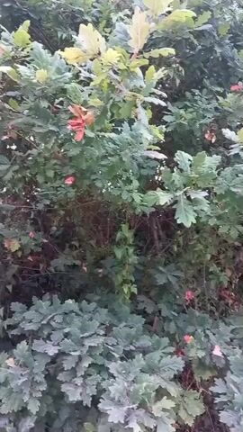 This video captures a close-up view of lush green foliage, likely oak trees, with some leaves showing hints of autumnal color, particularly on the left side where red-orange leaves are visible. The scene is dense and appears to be outdoors, possibly a wooded area or a garden. Sunlight filters through the leaves, creating dappled light and shadow, suggesting it's daytime. The overall impression is one of natural beauty and tranquility. There are no people or man-made objects visible in the frame. The setting appears to be a natural environment, with the thick vegetation suggesting a place with ample greenery. The time of day is not explicitly stated, but the lighting implies daylight. No specific weather conditions are evident, though the greenery suggests it is not a dry or harsh climate. There is no visible text in the video. The context provided of Oliveira do Bairro, Portugal, places this natural scene within a specific geographical location.