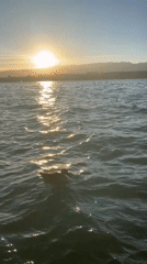 Sunny afternoon on Lake Geneva, Cologny shoreline