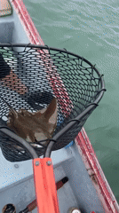 Ray Caught in Fishing Net Off San Diego Coast