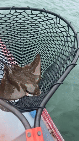 Ray Caught in Fishing Net Off San Diego Coast