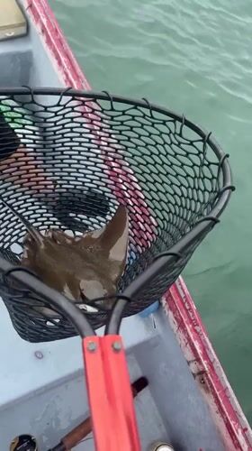 Ray Caught in Fishing Net Off San Diego Coast